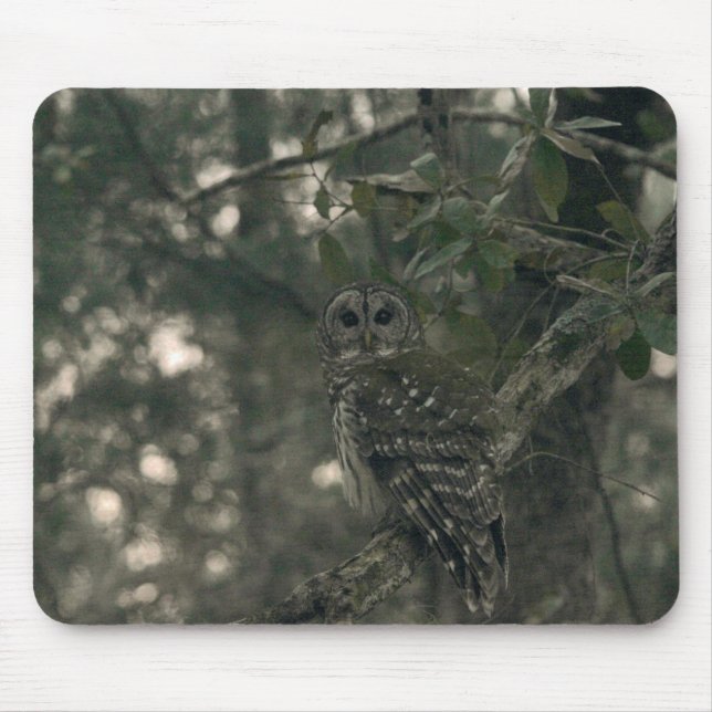 Eule im Wald Mousepad (Vorne)