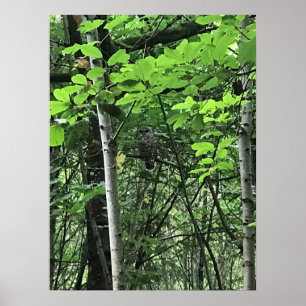 Eule in den Bäumen, Oregon Poster
