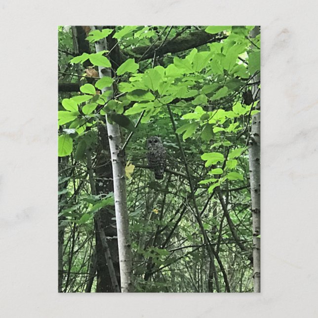 Eule in den Bäumen, Oregon Postkarte (Vorderseite)
