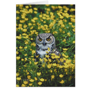 Eule in den Butterblumeen