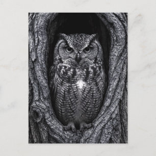Eule in einem Baumhupen Schwarz und Weiß Postkarte