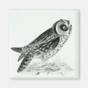 Eule Magnet