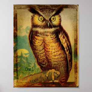 Eule Poster