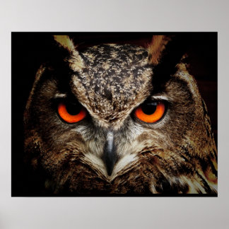 Eule Poster