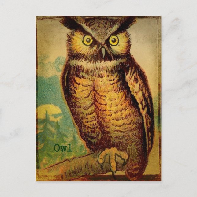 Eule Postkarte (Vorderseite)