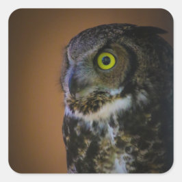 Eule Quadratischer Aufkleber