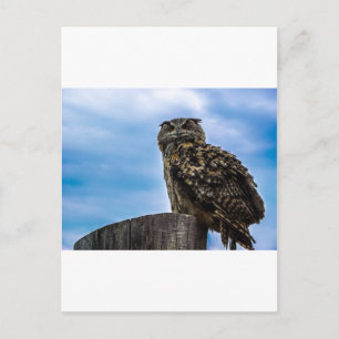 Eule Vogel Federn Tier Natur Schicksal Frieden Lie Postkarte