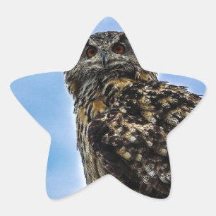 Eule Vogel Federn Tier Natur Schicksal Frieden Lie Stern-Aufkleber