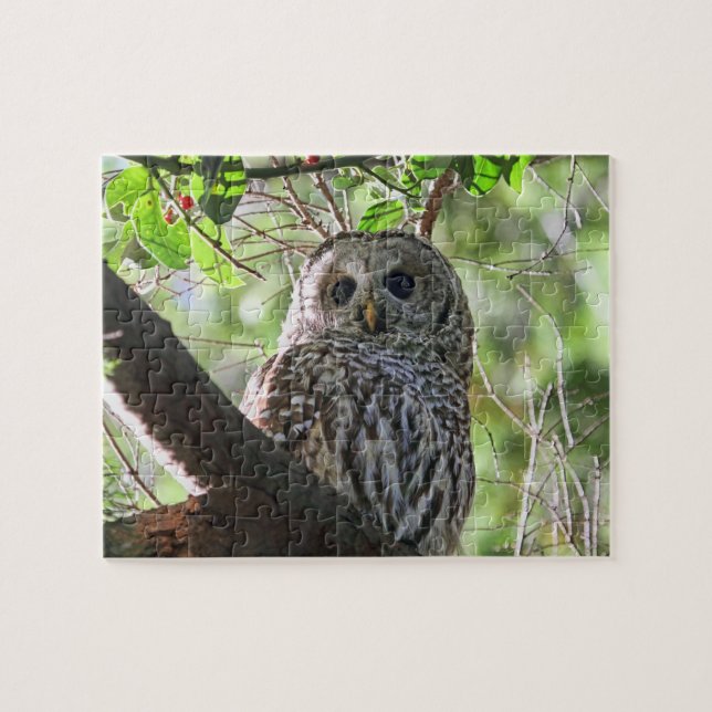 Eulen-Foto Puzzle (Horizontal)