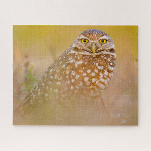 Eulen - Greifvögel. Puzzle