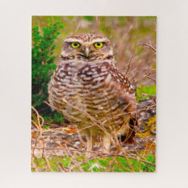 Eulen - Raubvögel. Puzzle