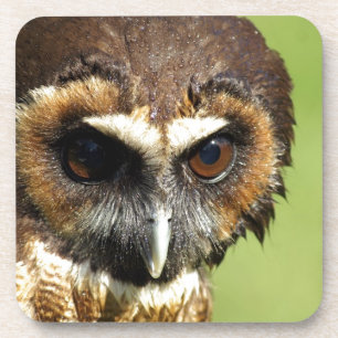 Eulen-Tiervogel-Natur-Park-Baum-Harmonie-Schicksal Getränkeuntersetzer