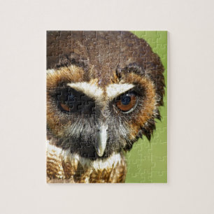 Eulen-Tiervogel-Natur-Park-Baum-Harmonie-Schicksal Puzzle