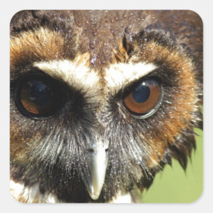 Eulen-Tiervogel-Natur-Park-Baum-Harmonie-Schicksal Quadratischer Aufkleber