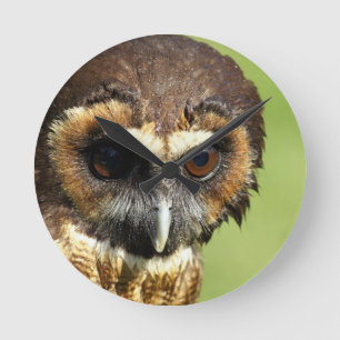 Eulen-Tiervogel-Natur-Park-Baum-Harmonie-Schicksal Runde Wanduhr