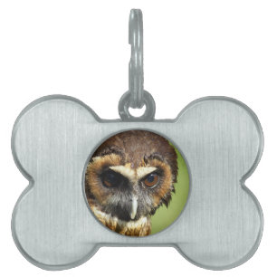 Eulen-Tiervogel-Natur-Park-Baum-Harmonie-Schicksal Tiermarke