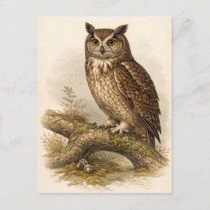 Eulenillustration im Vintage-Stil Postkarte