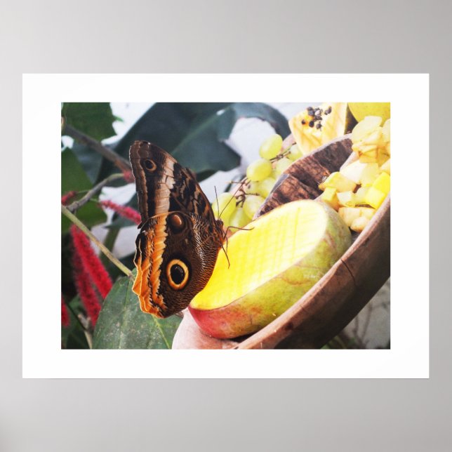 Eulenschmetterling Poster (Vorne)