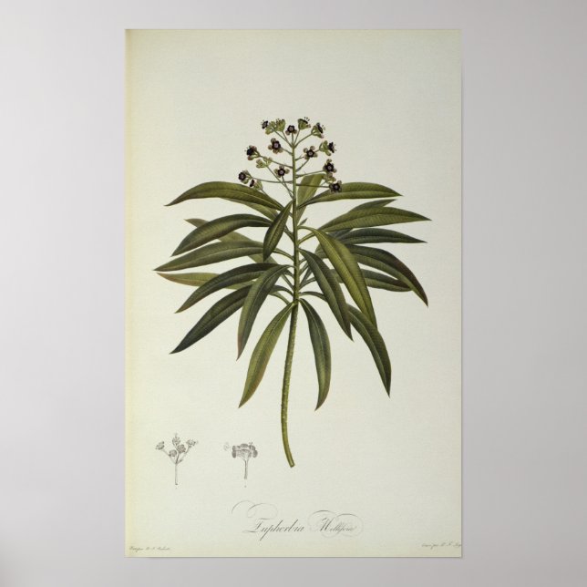 Euphorbia Mellifera Poster (Vorne)