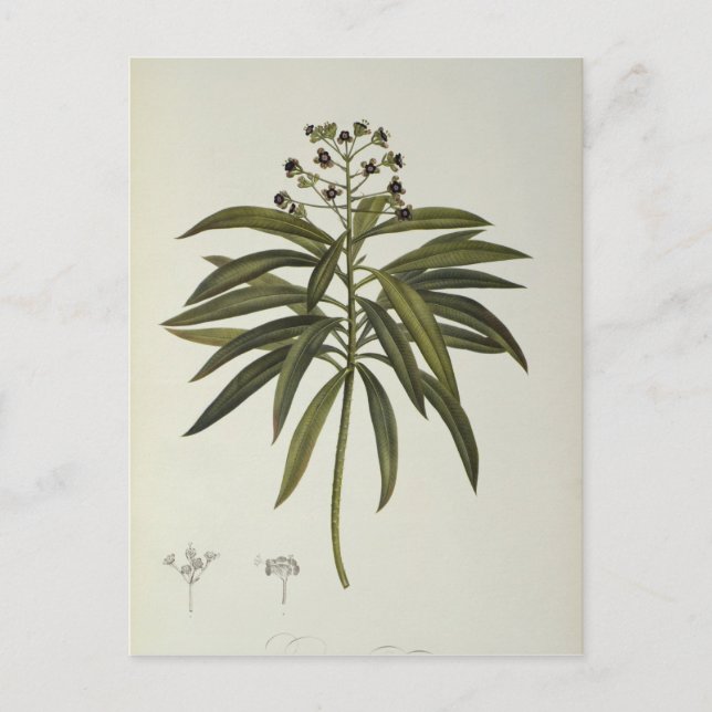 Euphorbia Mellifera Postkarte (Vorderseite)