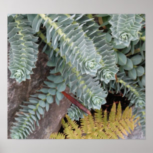 Euphorbia Myrsinites (Myrtelspurie) Poster