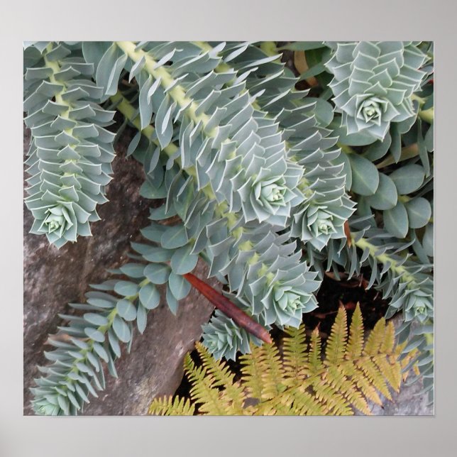 Euphorbia Myrsinites (Myrtelspurie) Poster (Vorne)