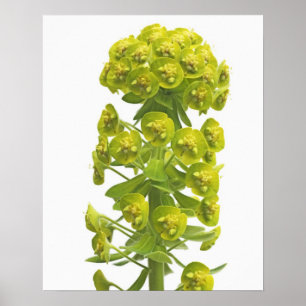 Euphorbia Poster
