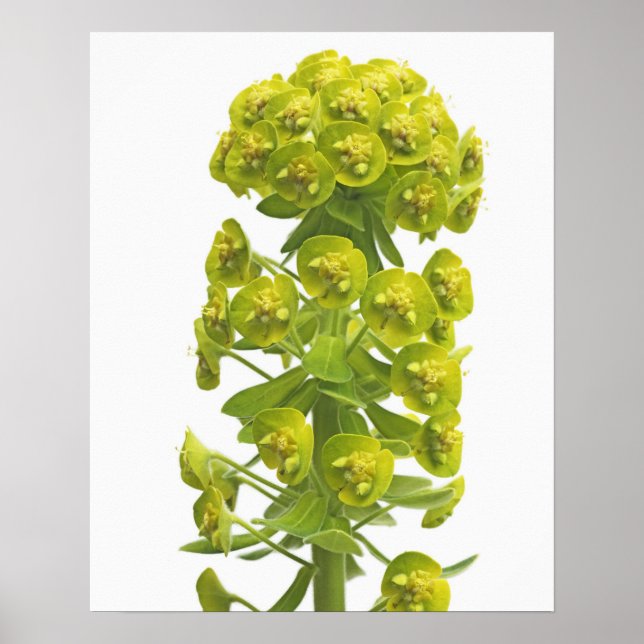Euphorbia Poster (Vorne)