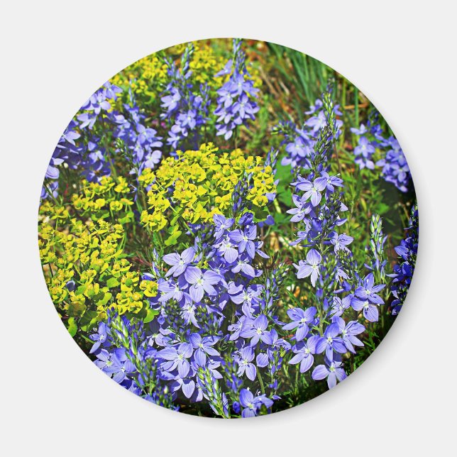 Euphorbia und Veronica Magnet (Vorne)