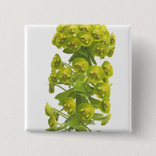 Euphorbiengummi Button