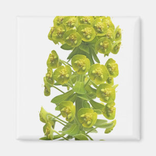 Euphorbiengummi Magnet