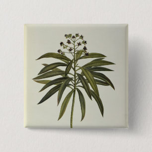 Euphorbiengummi Mellifera Button