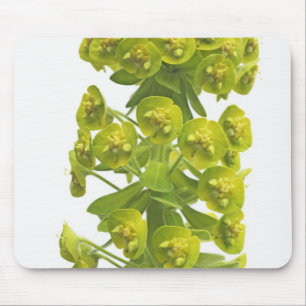 Euphorbiengummi Mousepad