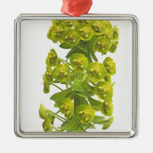 Euphorbiengummi Ornament Aus Metall