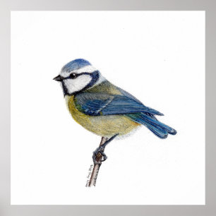 Eurasian Blue Tit Bird (Cyanistes caeruleus) Poster