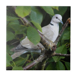 Eurasian Collared Dove auf dem Kirschbaum Fliese