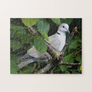 Eurasian Collared Dove auf dem Kirschbaum Puzzle