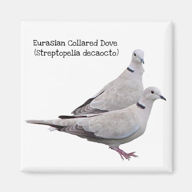 Eurasian Collared Dove Magnet (Vorne)