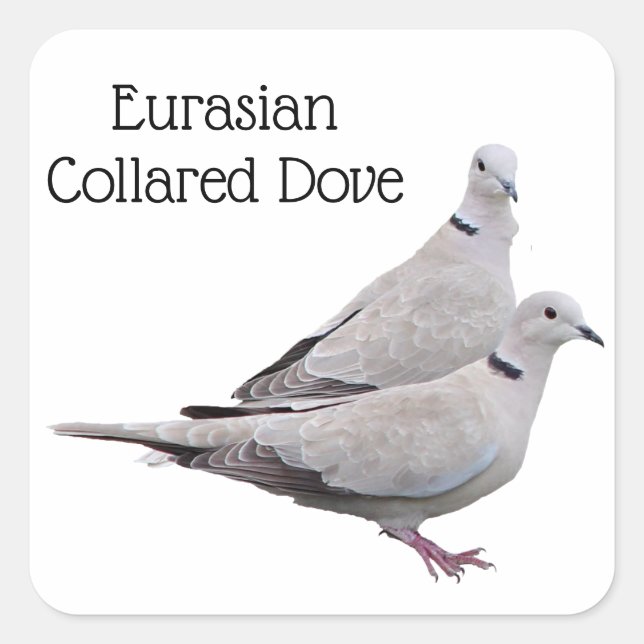 Eurasian Collared Dove Quadratischer Aufkleber (Vorderseite)