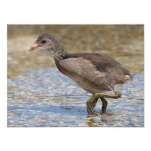 Eurasian Coot Young Chick Fotodruck