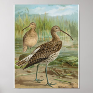 Eurasian Curlew Vintag Bird Illustration Poster