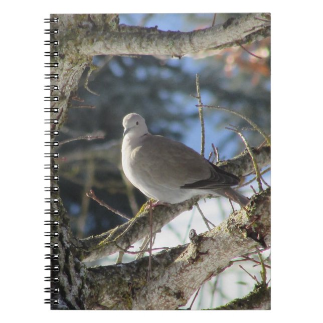 Eurasian Dove on Maple Tree Notizblock (Vorderseite)