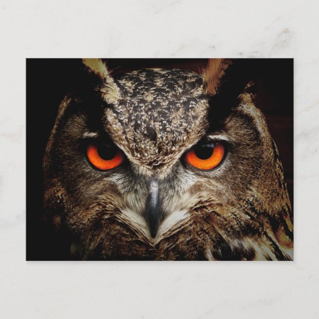 Eurasian Eagle-Owl Postkarte (Vorderseite)