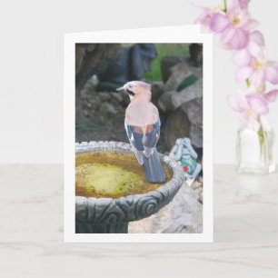 Eurasian Jay Bird Portrait Karte