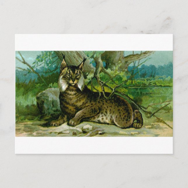 Eurasian Lynx Postkarte (Vorderseite)