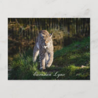 Eurasian Lynx