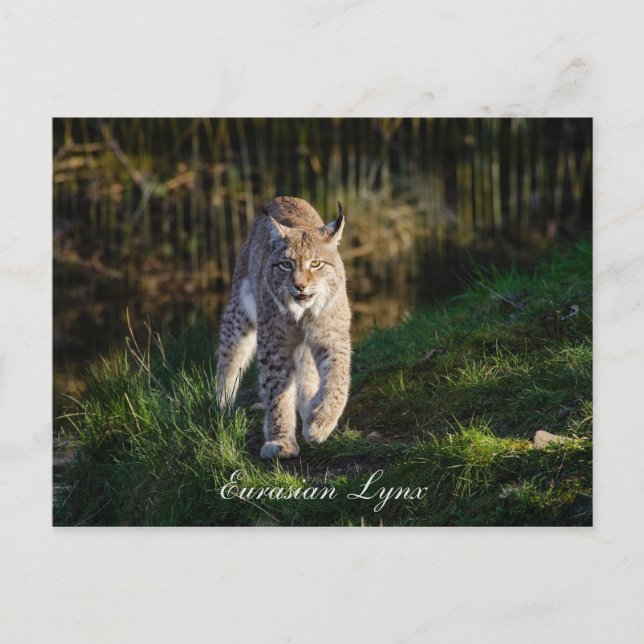 Eurasian Lynx Postkarte (Vorderseite)
