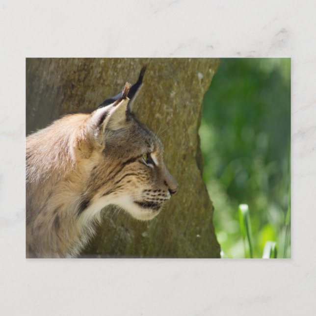 Eurasian Lynx Postkarte (Vorderseite)