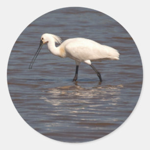 Eurasian Spoonbill Runder Aufkleber