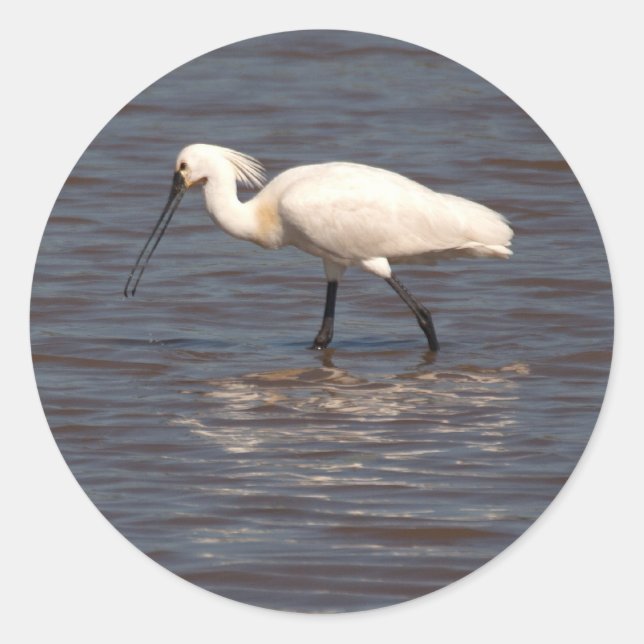 Eurasian Spoonbill Runder Aufkleber (Vorderseite)